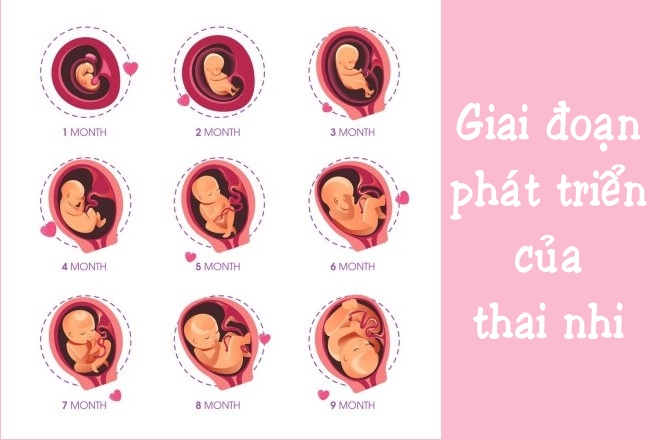 Các giai đoạn phát triển của thai nhi và dinh dưỡng