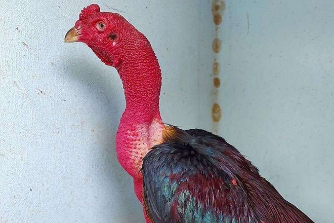 Cách Làm Cổ Gà Chọi To 100% Sư Kê Thành Công Khi Áp Dụng