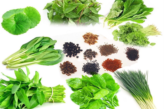 Top 9 các loại hạt giống rau dễ trồng nhanh thu hoạch nhất