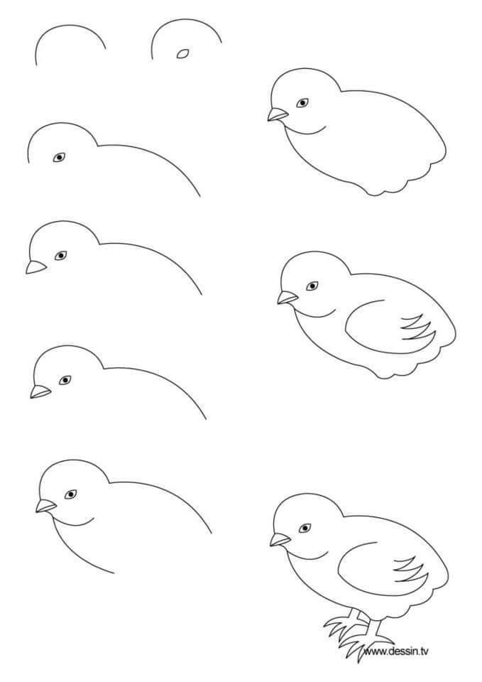 Học cách vẽ chim đơn giản với 31 bước  Mỹ Thuật Bụi