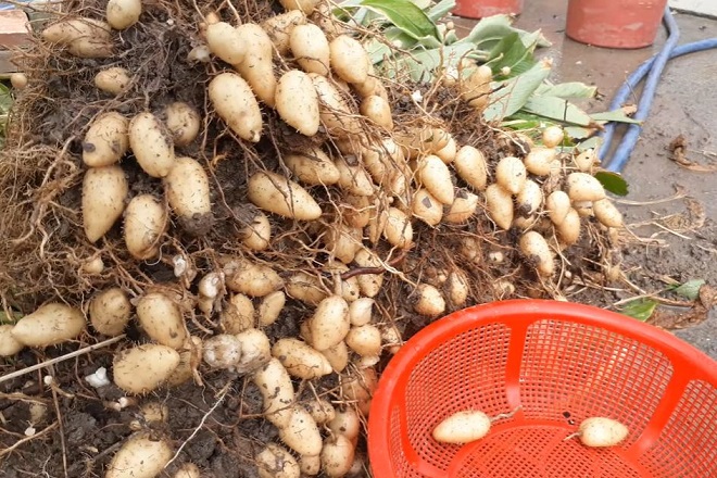 thu hoạch củ lùn ở miền Tây Nam Bộ