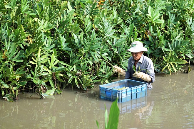Rau móp - Từ món rau rừng hoang dại dân dã đến loại thực phẩm có giá ...