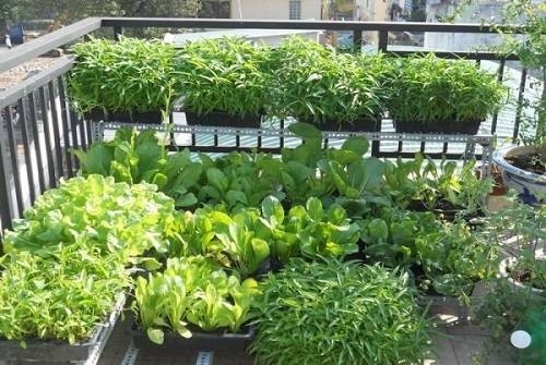 Cách trồng rau trên sân thượng bằng thùng xốp  CafeLandVn
