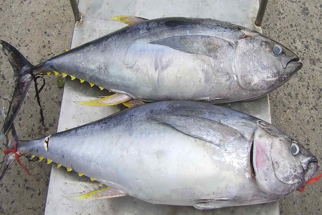 cá ngừ